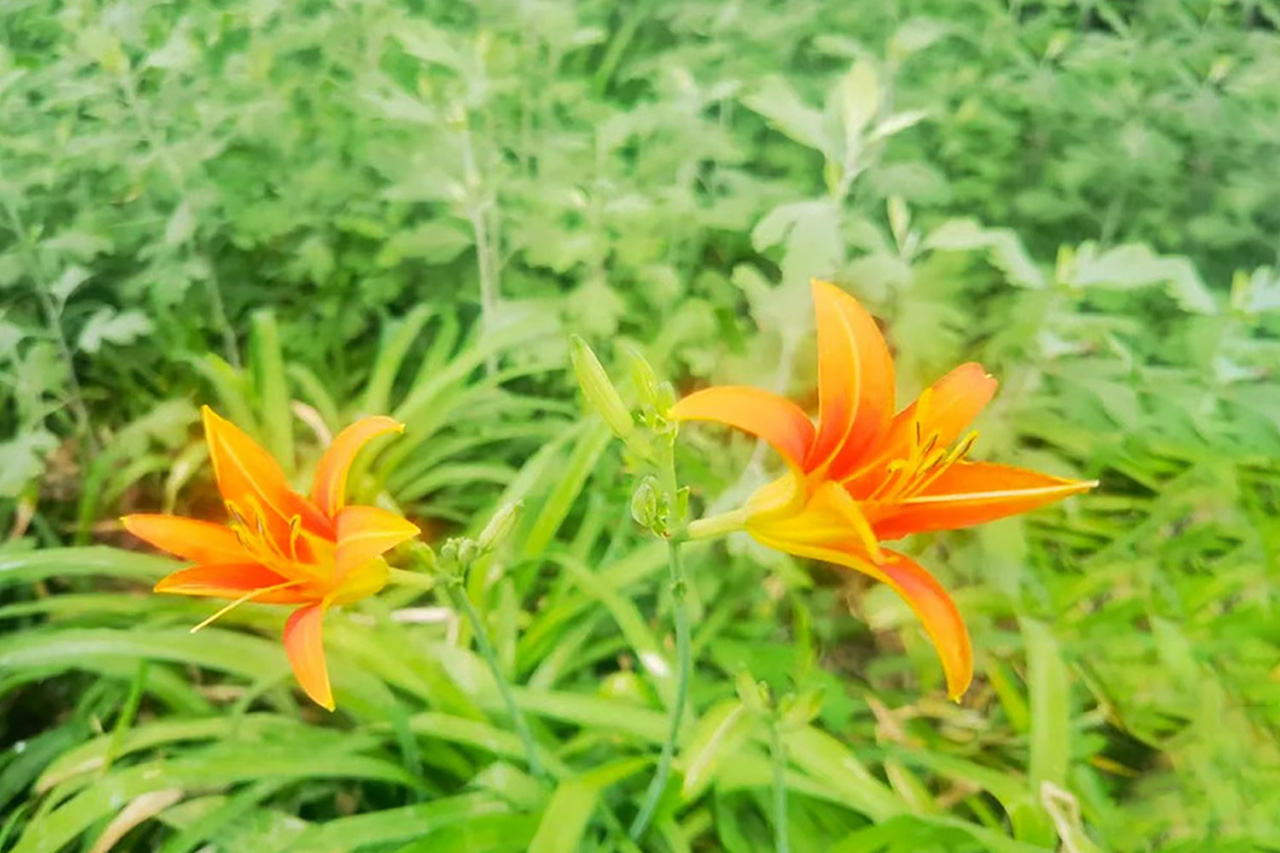 值此端午忆故乡